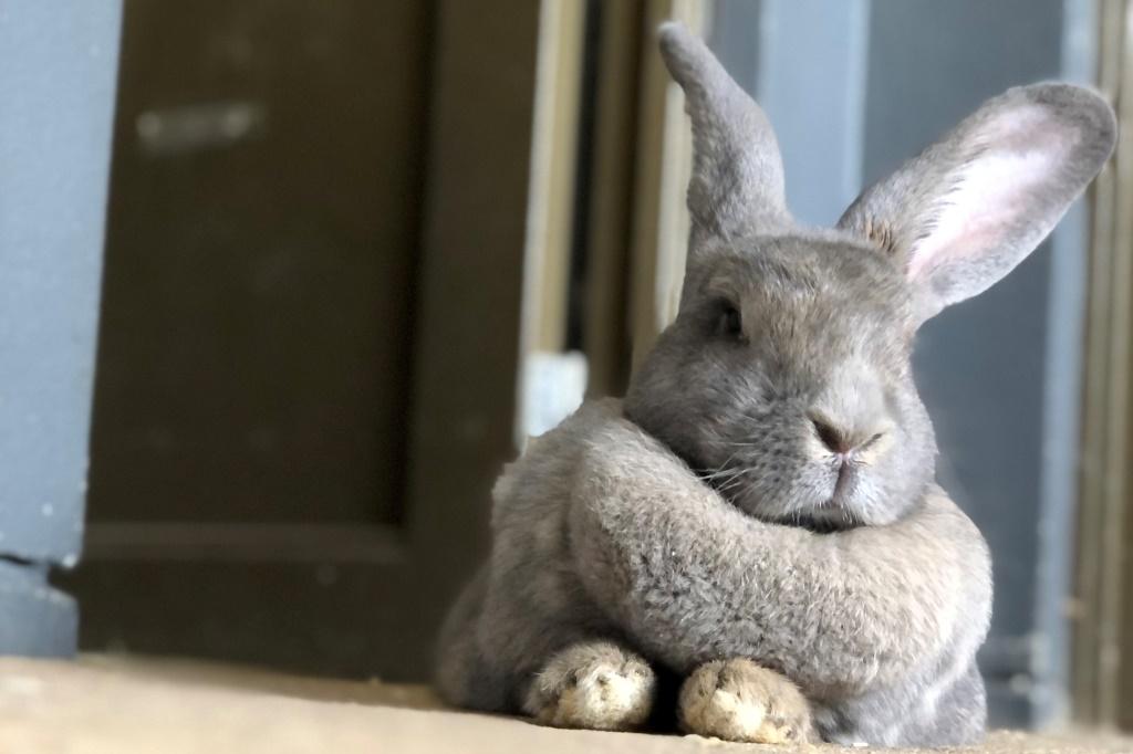 ウサギたちとなかよくなろう