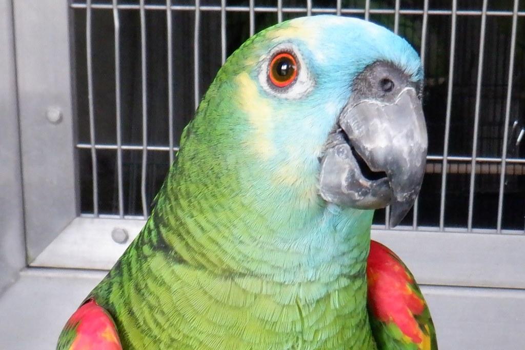 くらべてみよう！「いろんな鳥のくちばし」編【東公園動物園】