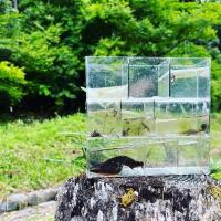 絆の森　自然観察会