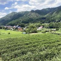 在来種の茶の木を再生させよう