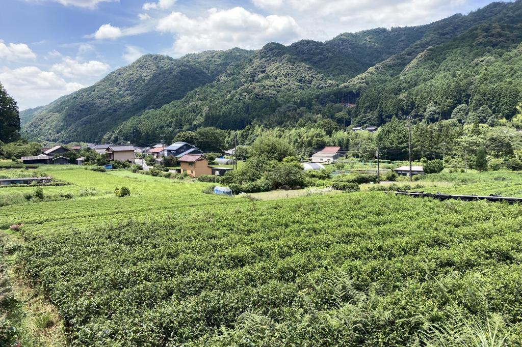 在来種の茶の木を再生させよう