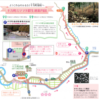 千万町ミツマタウオーキング