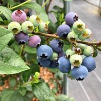 ブルーベリー狩り