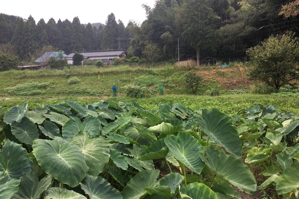 里芋掘り体験