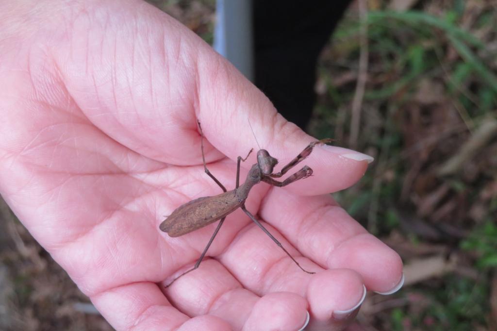 コカマキリ発見！