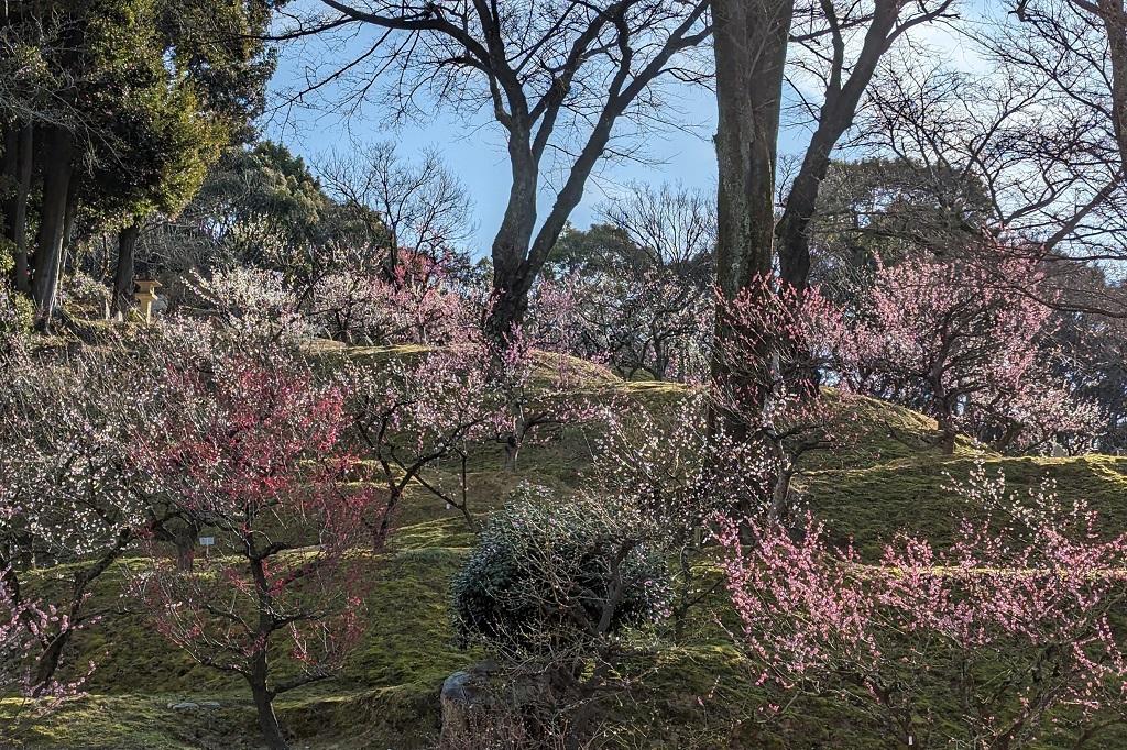 岩津天満宮 梅園（2月中旬ごろ～３月中旬ごろ）