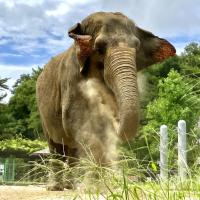 世界ゾウの日イベント【東公園動物園】