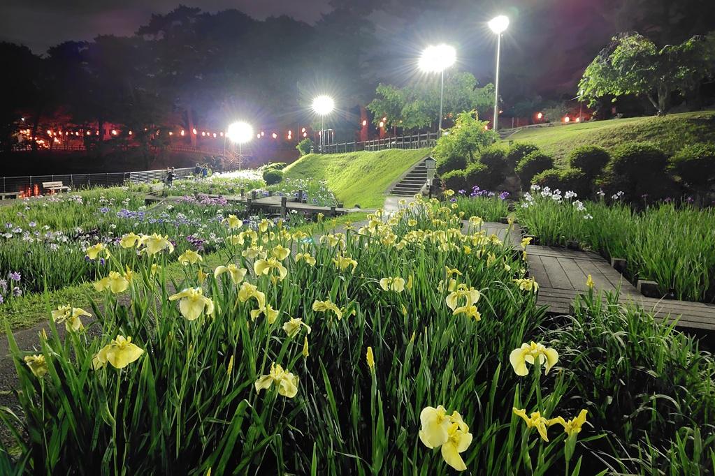 東公園花菖蒲まつり