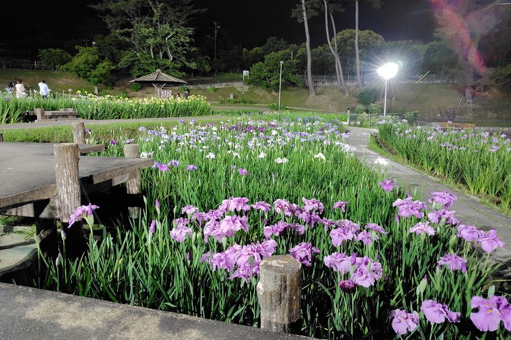 東公園花菖蒲まつり