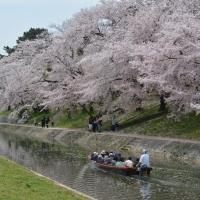 伊賀川の桜並木