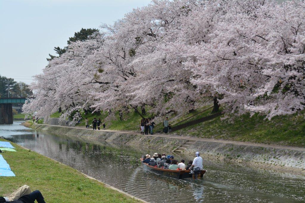 伊賀川の桜並木