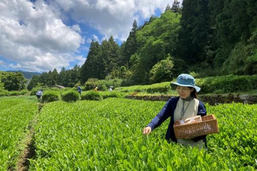 新茶シーズンに茶摘み体験