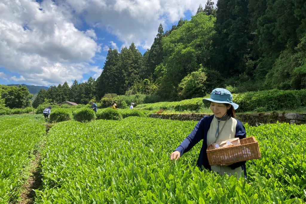 新茶シーズンに茶摘み体験