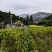 えごまの収穫体験