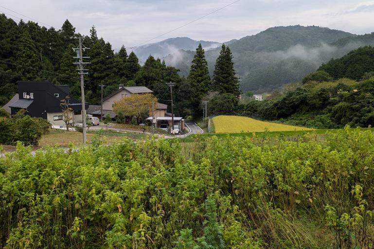 えごまの収穫体験