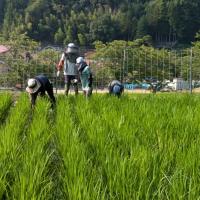 有機稲づくりの田草取り体験
