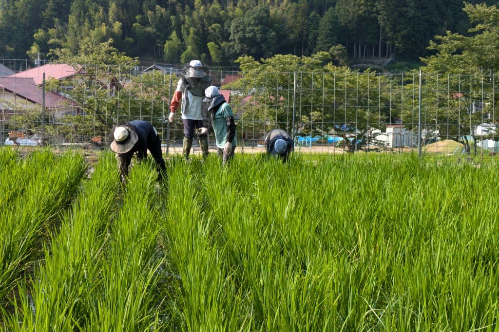 有機稲づくりの田草取り体験