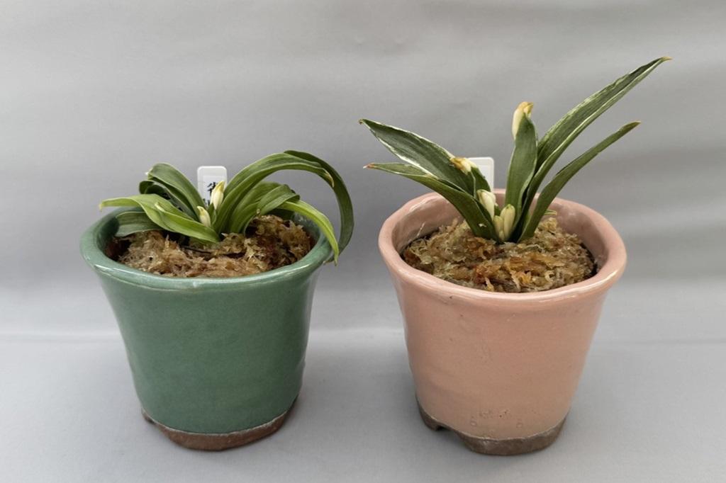 ④おもと（万年青）植え込み体験