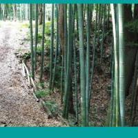 岩津城跡周遊コース