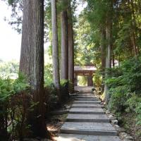 龍渓院・杉木立