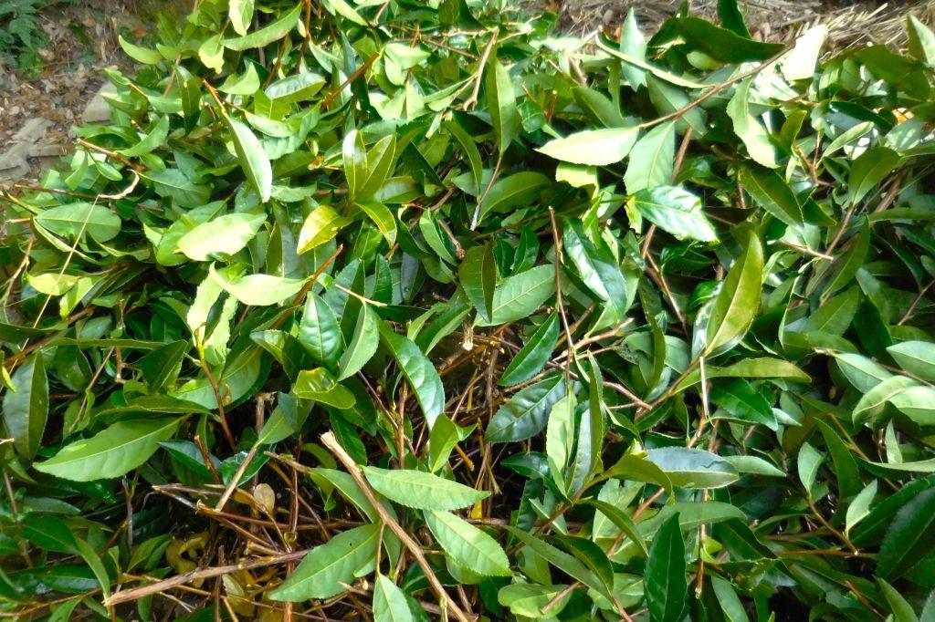 摘みたての茶葉