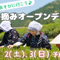 茶摘みオープンデー