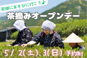 茶摘みオープンデー