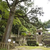 天恩寺・見返りの大杉