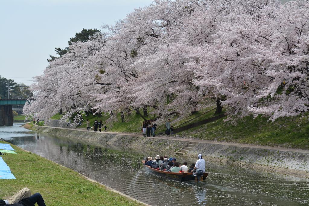 岡崎公園・桜まつり