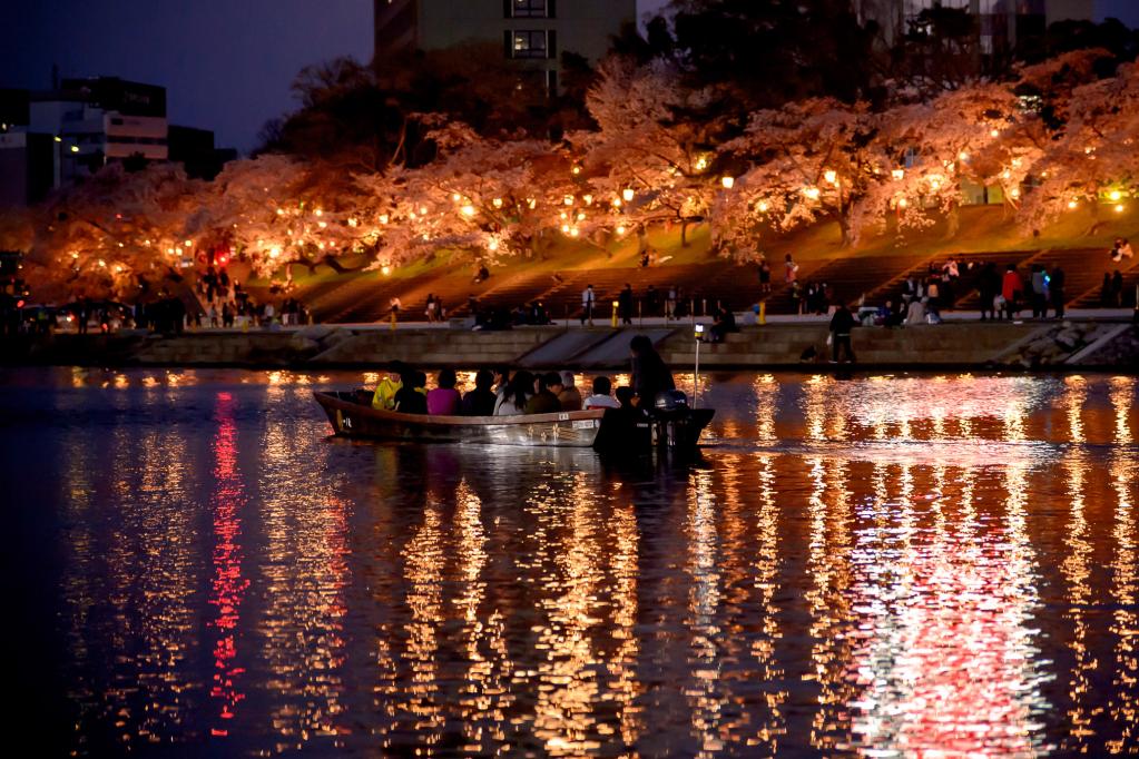 岡崎公園・桜まつり