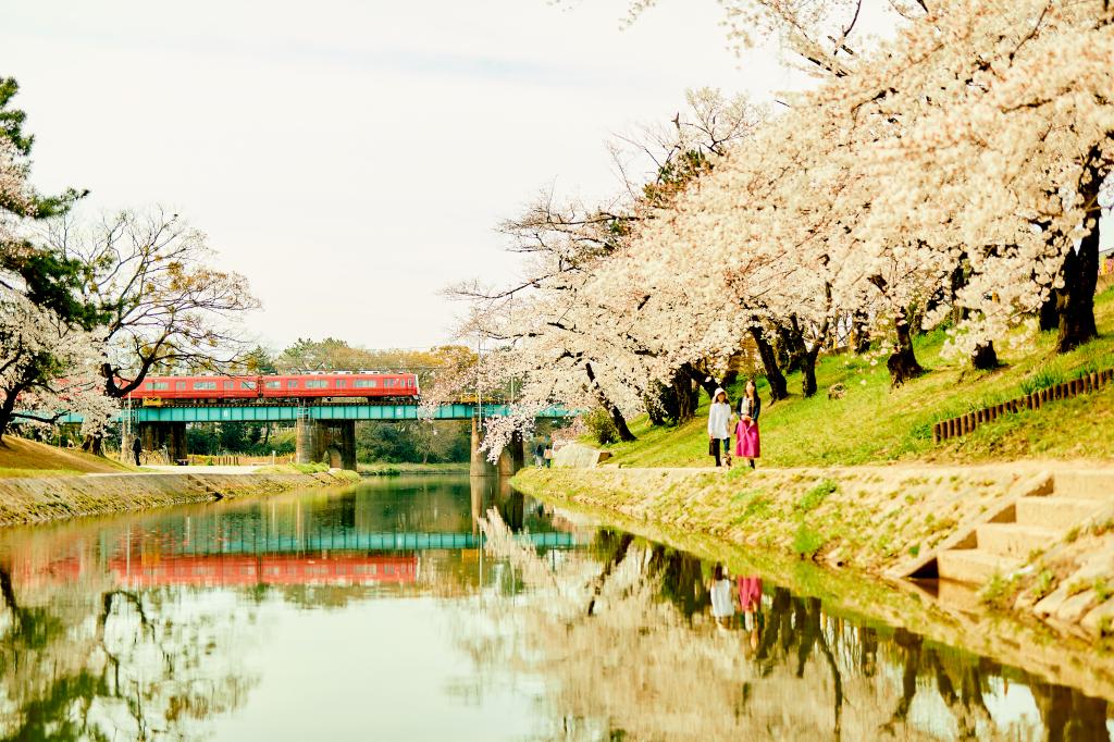 岡崎城公園・桜まつり