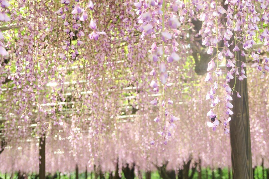 ari作 題名「藤の花」