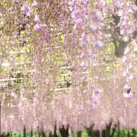 岡崎城公園五万石藤まつり