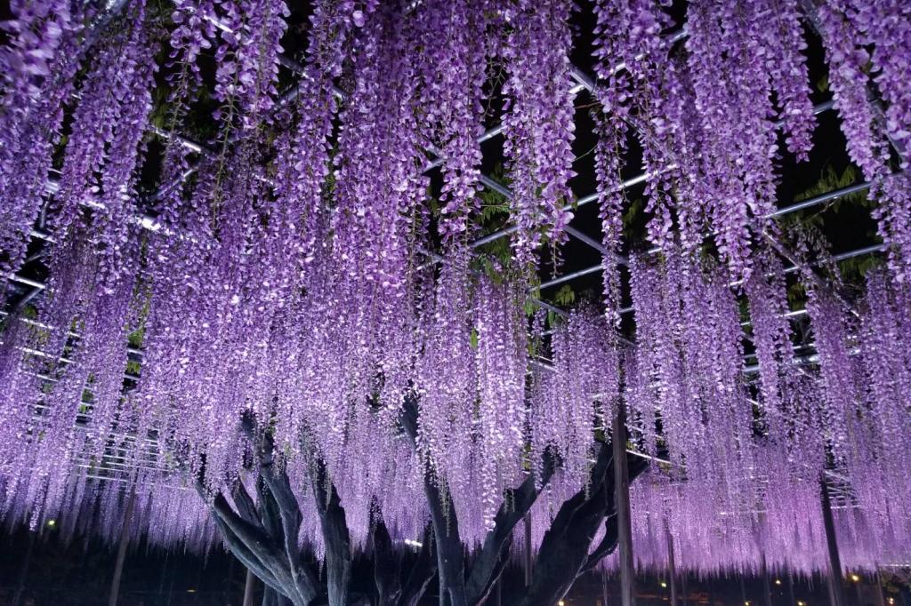 ari作   題名「藤の花」 ari作 題名「藤の花」