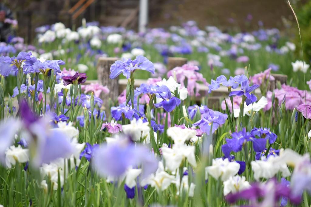 東公園花菖蒲まつり