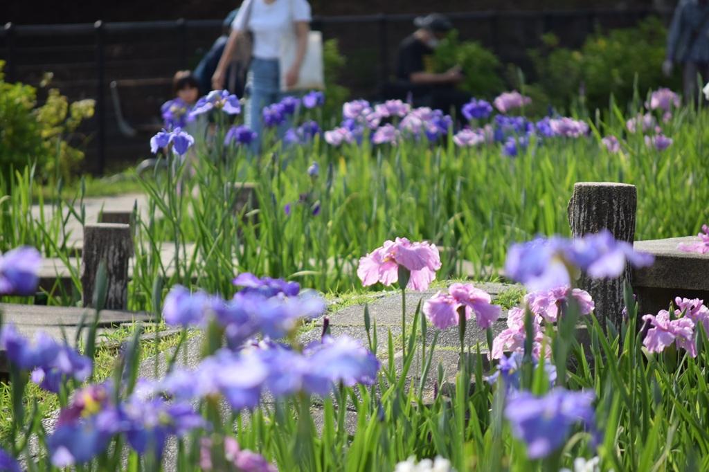 東公園花菖蒲まつり