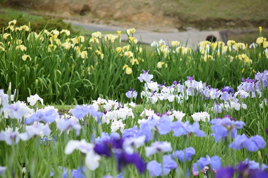 東公園花菖蒲まつり