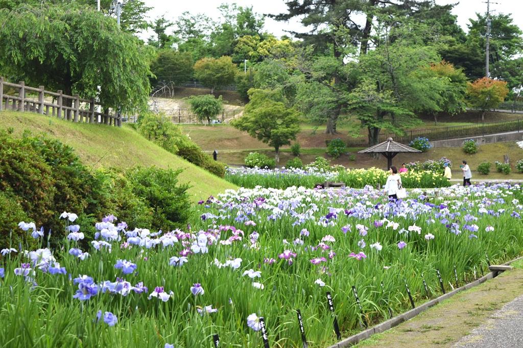 東公園花菖蒲まつり