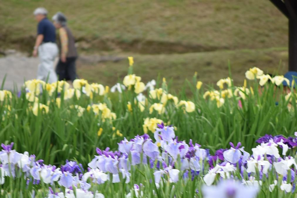 東公園花菖蒲まつり