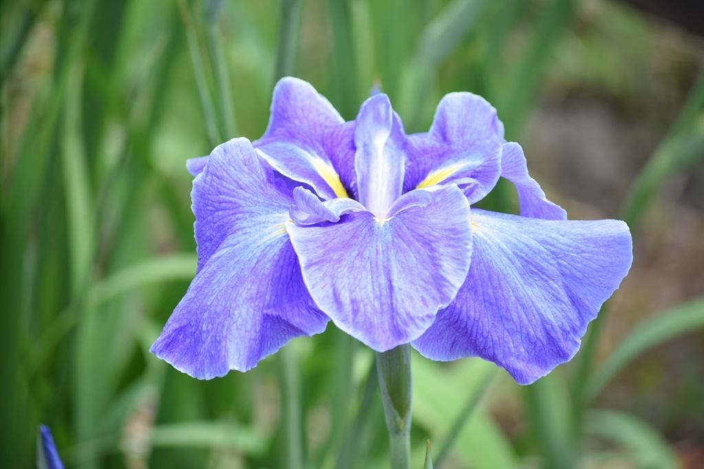 東公園花菖蒲まつり