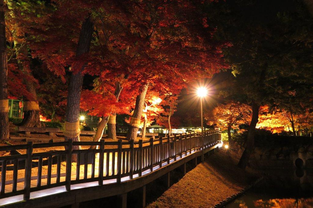 東公園紅葉ライトアップ
