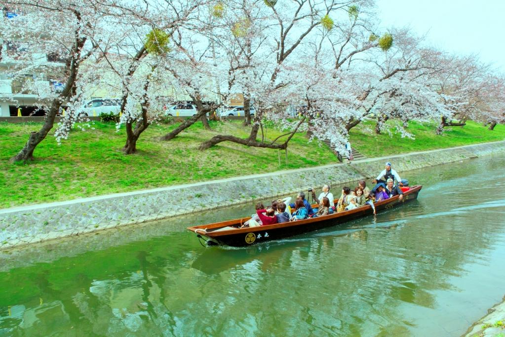 岡崎城公園・桜まつり