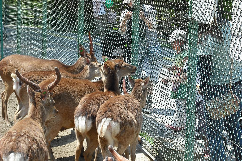 ニホンジカ｜動物図鑑｜岡崎おでかけナビ - 岡崎市観光協会公式サイト
