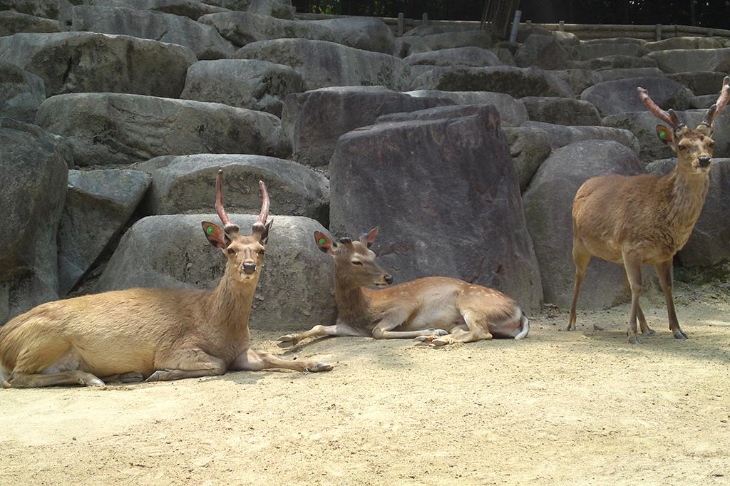 ニホンジカ|動物図鑑|岡崎おでかけナビ - 岡崎市観光協会公式 ニホンジカ|動物図鑑|岡崎おでかけナビ - 岡崎市観光協会公式