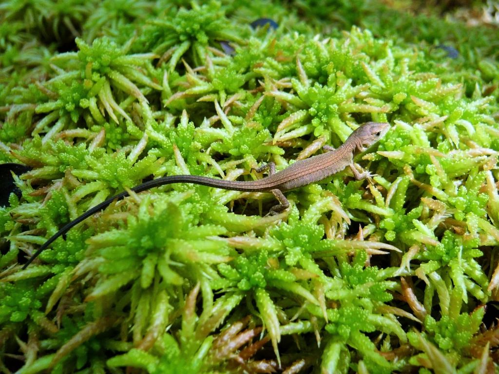 カナヘビ｜動植物図鑑｜水とみどりの森の駅｜岡崎おでかけナビ - 岡崎