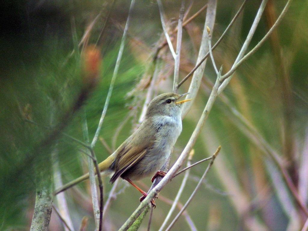 ウグイス｜動植物図鑑｜水とみどりの森の駅｜岡崎おでかけナビ - 岡崎