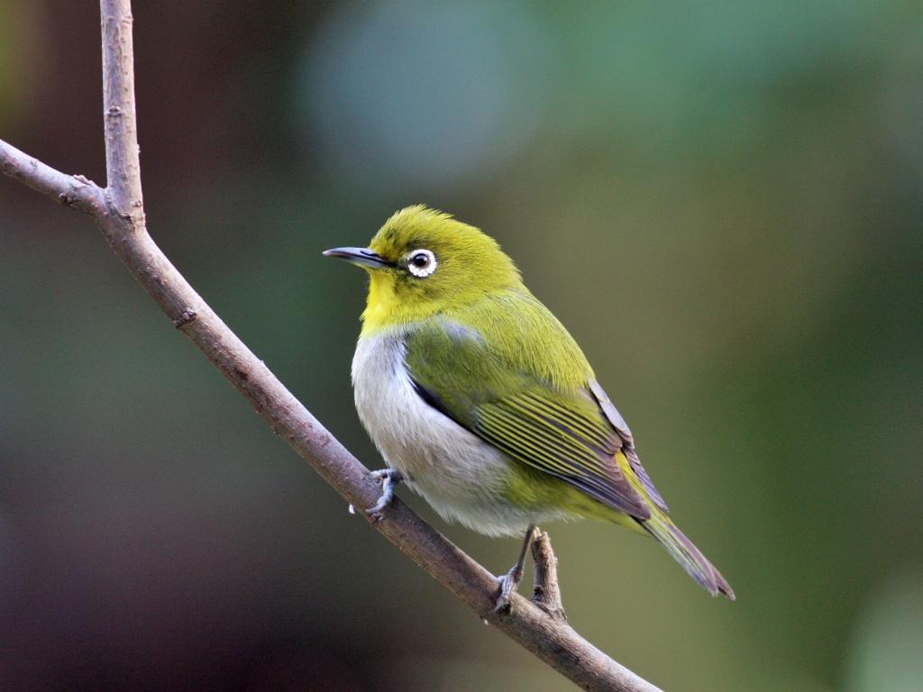 メジロ、ウグイス和鳥籠 メジロ｜動植物図鑑｜水とみどりの森の駅｜岡崎おでかけナビ - 岡崎市
