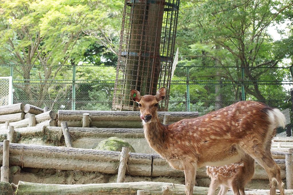 ニホンジカ|動物図鑑|岡崎おでかけナビ - 岡崎市観光協会公式 ニホンジカ|動物図鑑|岡崎おでかけナビ - 岡崎市観光協会公式