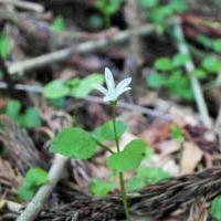 タニギキョウ（5月）