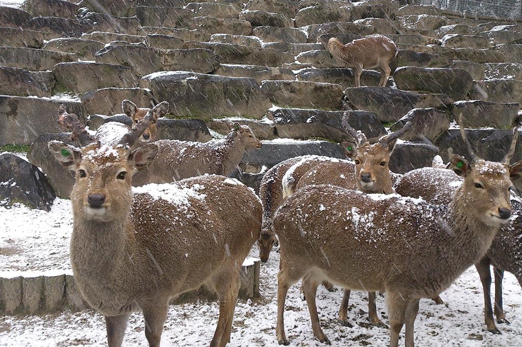 ニホンジカ|動物図鑑|岡崎おでかけナビ - 岡崎市観光協会公式 ニホンジカ|動物図鑑|岡崎おでかけナビ - 岡崎市観光協会公式